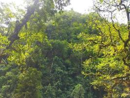 Deep rainforest full green trees at tropical place photo