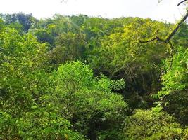 Deep rainforest full green trees at tropical place photo