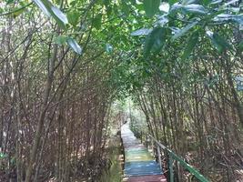 Mangrove trees at local and national park lantebung photo