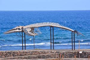 Whale Mammal Skeleton photo