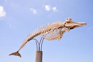 Whale Mammal Skeleton photo