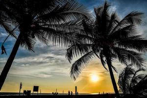 A beach with palm trees photo