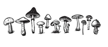 Mushrooms set hand drawn illustrations, vector. vector