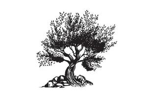 Olive tree hand drawn illustrations, sketch. Vector