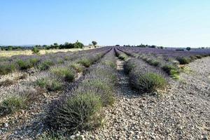 A field with flowers photo