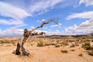 un solitario árbol foto