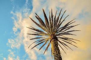 Palm trees background photo