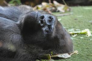 Strong Adult Black Gorilla photo