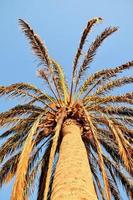 A palm tree photo