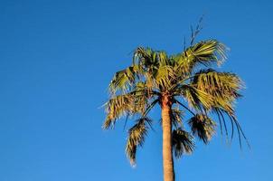A palm tree photo