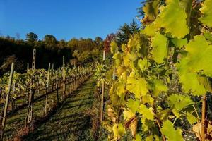 A grape crop photo