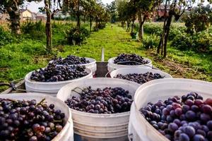 A grape crop photo