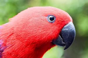 A colorful parrot photo