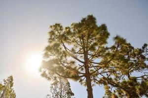 el corona de un árbol foto