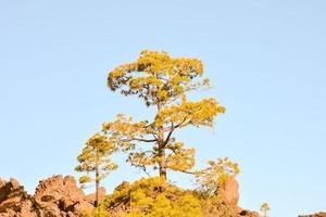 The crown of a tree photo