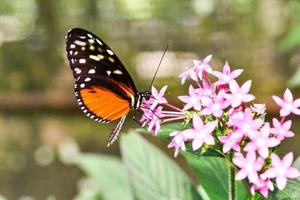 Close up of a butterfly photo