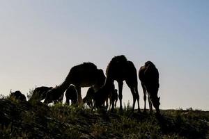 Silhouette of camel photo