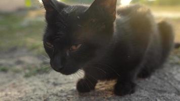 Portrait of homeless cute black and white kittens outside video