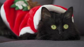 fechar-se retrato do uma Preto fofo gato com verde olhos vestido Como santa noel. Natal símbolo video