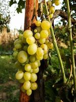 A grape crop photo