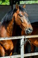 Horse at the farm photo