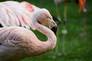 Birds in the wild photo