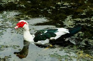 Birds in the wild photo