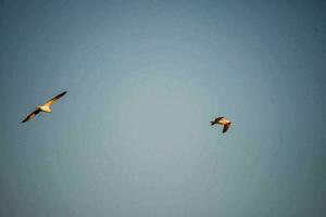 cielo con aves foto