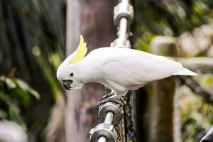 A colorful parrot photo