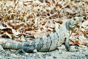 Reptile in the wild photo