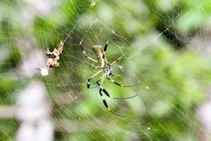 Close up of a spider photo