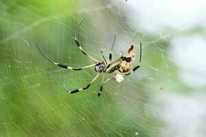 Close up of a spider photo