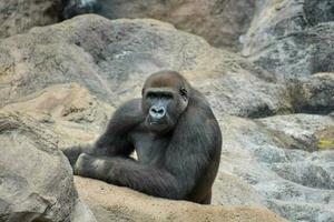 Strong Adult Black Gorilla photo