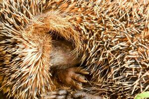 Close up of a hedgehog photo