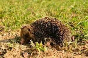 A hedgehog in the grass photo