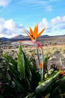 A flower background photo