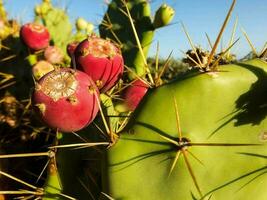 Close up of a cactus photo