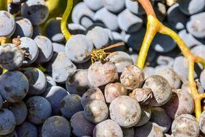 A grape crop photo