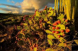 Background with cacti photo