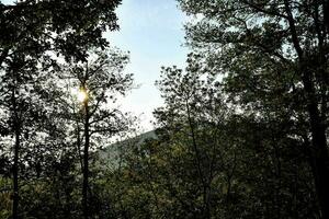 Trees in the forest photo