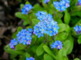 Background with flowers photo