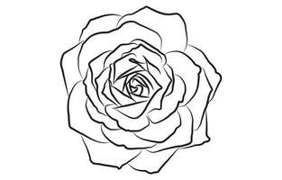 Rose flower vector graphic design, for prints, vector illustration