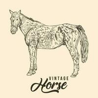 Vintage Hand Drawing Horse Sketch Vector Illustration