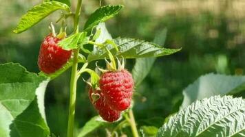 Ripe raspberries growing on a branch in the garden. video