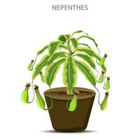 Nepenthes are carnivorous plants that trap insects in specialized leaves for nutrition vector