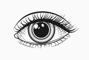Single human eye with lashes. Direct camera look. Monochrome black and white detailed illustration. Engraving stroke vector