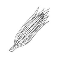 Vector hand drawn sketch corn