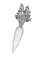 Vector hand drawn sketch carrot