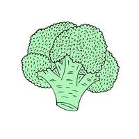 Vector hand drawn sketch broccoli