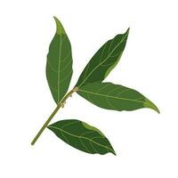 Branch of bay leaf. Vector illustration isolated on a white background. Culinary herbs.